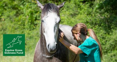 Vets sought for equine grass sickness project